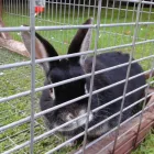 Business 14 image SMALL PET HOTEL Pet Services in Stoke-On-Trent St