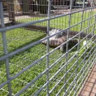 Business 3 image SMALL PET HOTEL Pet Services in Stoke-On-Trent St