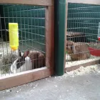 Business 5 image SMALL PET HOTEL Pet Services in Stoke-On-Trent St