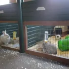 Business 6 image SMALL PET HOTEL Pet Services in Stoke-On-Trent St