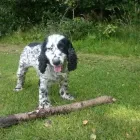 Business 3 image SOUTH MANCHESTER PET CARE Pets & Animals in Manchester Gr