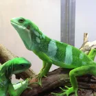 Business 2 image SOUTH WEST ANIMAL SERVICES Pets & Animals in Torquay De