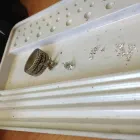 Business 26 image SOVEREIGN JEWELLERS & ENGRAVERS Jewellers in Glasgow La