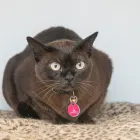 Business 6 image STATION HOUSE VETERINARY CENTRE Veterinary Services in Altrincham Ch