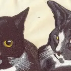 Business 3 image STEVE'S TAXIS Taxis & Private Hire Vehicles in Loughborough Le