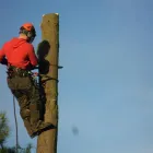 Business 2 image T.H TREE SERVICES Tree Work in Rayleigh Es