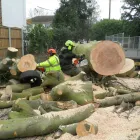 Business 3 image T.H TREE SERVICES Tree Work in Rayleigh Es