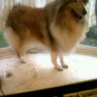 Business 3 image TAILS TO SCALES Pets & Animals in Wakefield We