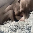 Business 2 image TAILS & TOE BEANS LTD Pets & Animals in Rayleigh Es