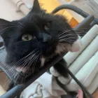 Business 3 image TAILS & TOE BEANS LTD Pets & Animals in Rayleigh Es