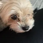 Business 4 image TAILS & TOE BEANS LTD Pets & Animals in Rayleigh Es