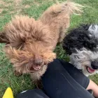 Business 5 image TAILS & TOE BEANS LTD Pets & Animals in Rayleigh Es