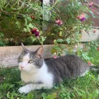 Business 6 image TAILS & TOE BEANS LTD Pets & Animals in Rayleigh Es