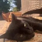 Business 7 image TAILS & TOE BEANS LTD Pets & Animals in Rayleigh Es