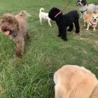 Business 9 image TAILS & TOE BEANS LTD Pets & Animals in Rayleigh Es