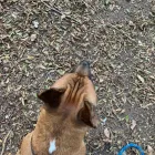 Business 11 image TAILS & TOE BEANS LTD Pets & Animals in Rayleigh Es