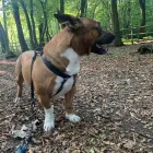 Business 12 image TAILS & TOE BEANS LTD Pets & Animals in Rayleigh Es