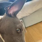 Business 14 image TAILS & TOE BEANS LTD Pets & Animals in Rayleigh Es