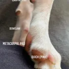 Business 16 image TAILS & TOE BEANS LTD Pets & Animals in Rayleigh Es