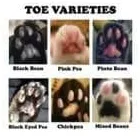 Business 24 image TAILS & TOE BEANS LTD Pets & Animals in Rayleigh Es