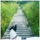 Business 25 image TAILS & TOE BEANS LTD Pets & Animals in Rayleigh Es