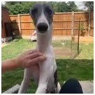 Business 27 image TAILS & TOE BEANS LTD Pets & Animals in Rayleigh Es