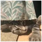 Business 29 image TAILS & TOE BEANS LTD Pets & Animals in Rayleigh Es