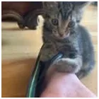 Business 30 image TAILS & TOE BEANS LTD Pets & Animals in Rayleigh Es