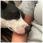 Business 32 image TAILS & TOE BEANS LTD Pets & Animals in Rayleigh Es