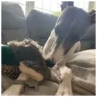 Business 35 image TAILS & TOE BEANS LTD Pets & Animals in Rayleigh Es