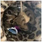 Business 36 image TAILS & TOE BEANS LTD Pets & Animals in Rayleigh Es