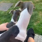 Business 39 image TAILS & TOE BEANS LTD Pets & Animals in Rayleigh Es