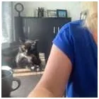 Business 40 image TAILS & TOE BEANS LTD Pets & Animals in Rayleigh Es