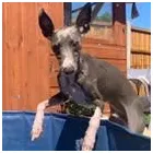 Business 42 image TAILS & TOE BEANS LTD Pets & Animals in Rayleigh Es