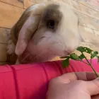 Business 45 image TAILS & TOE BEANS LTD Pets & Animals in Rayleigh Es