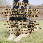 Business 53 image TAILS & TOE BEANS LTD Pets & Animals in Rayleigh Es