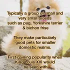 Business 54 image TAILS & TOE BEANS LTD Pets & Animals in Rayleigh Es