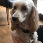 Business 55 image TAILS & TOE BEANS LTD Pets & Animals in Rayleigh Es