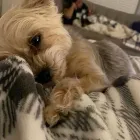 Business 60 image TAILS & TOE BEANS LTD Pets & Animals in Rayleigh Es