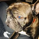 Business 61 image TAILS & TOE BEANS LTD Pets & Animals in Rayleigh Es