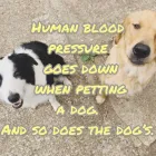 Business 62 image TAILS & TOE BEANS LTD Pets & Animals in Rayleigh Es