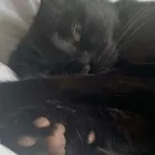 Business 64 image TAILS & TOE BEANS LTD Pets & Animals in Rayleigh Es