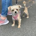 Business 67 image TAILS & TOE BEANS LTD Pets & Animals in Rayleigh Es