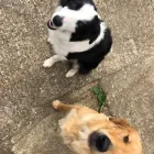 Business 68 image TAILS & TOE BEANS LTD Pets & Animals in Rayleigh Es