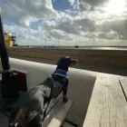 Business 69 image TAILS & TOE BEANS LTD Pets & Animals in Rayleigh Es