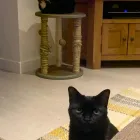 Business 70 image TAILS & TOE BEANS LTD Pets & Animals in Rayleigh Es