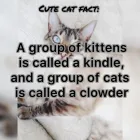 Business 75 image TAILS & TOE BEANS LTD Pets & Animals in Rayleigh Es