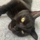 Business 81 image TAILS & TOE BEANS LTD Pets & Animals in Rayleigh Es