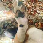 Business 84 image TAILS & TOE BEANS LTD Pets & Animals in Rayleigh Es