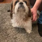 Business 86 image TAILS & TOE BEANS LTD Pets & Animals in Rayleigh Es